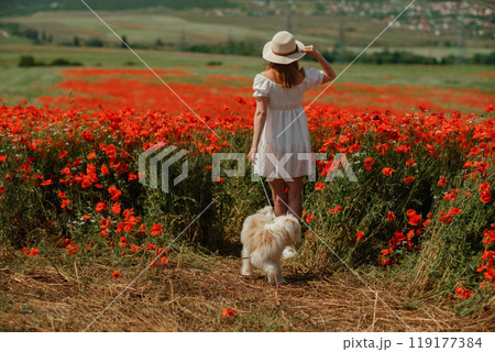 Field of poppies woman dog. Happy woman in a white dress and hat stand with her back through a blooming field of poppy with a white dog. Field of blooming poppies. 119177384