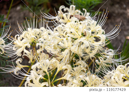 白いヒガンバナ 白いヒガンバナ 119177429