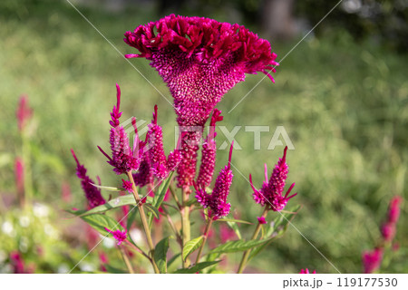 赤いケイトウの花 119177530