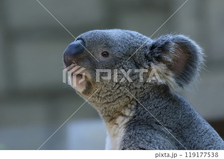 コアラの横顔のアップ コアラの横顔のアップ 119177538