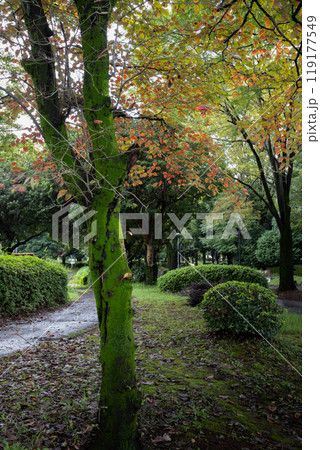 雨上がりでいっそう苔が鮮やかに 119177549