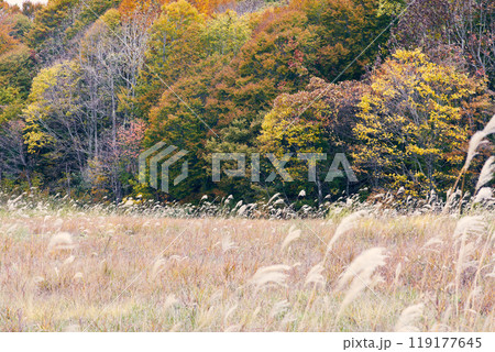 なびくススキの先の紅葉 なびくススキの先の紅葉 119177645
