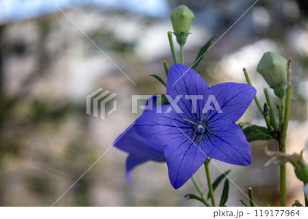 青紫のキキョウの花 青紫のキキョウの花 119177964