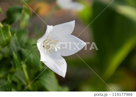 白いキキョウの花 119177966