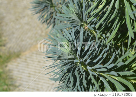 Wulfens spurge 119178009