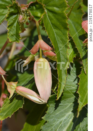 Bolivian begonia 119178017