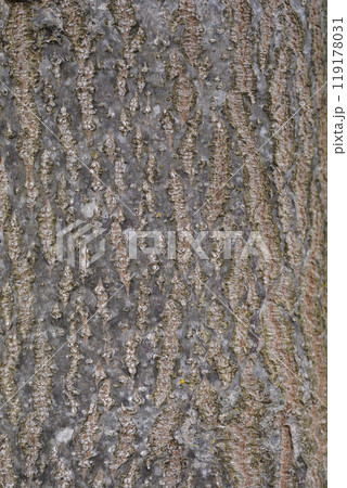 Empress tree Empress tree 119178031