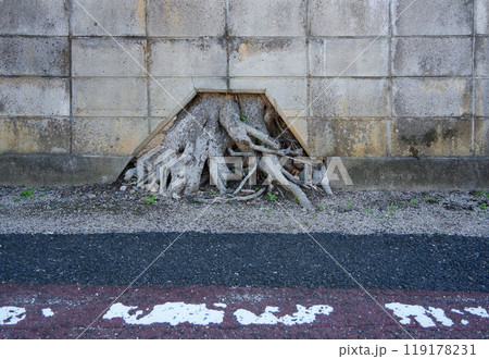 木の根っこに優しいブロック塀 119178231