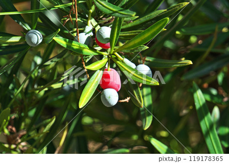色付いたラカンマキの実（秋、十月） 119178365