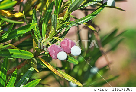 色付いたラカンマキの実（秋、十月） 119178369