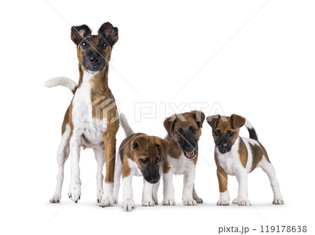 Smooth Fox Terrier dogs on white background 119178638