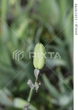 Southern Adriatic Iris 119178769