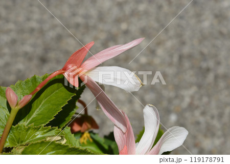 Bolivian begonia 119178791