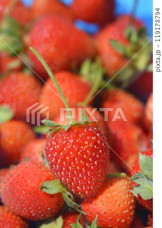 Strawberry close up 119178794