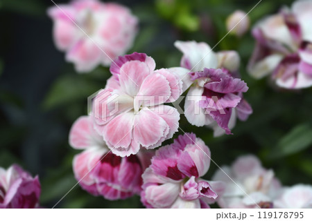 Carnation Kiss and Tell 119178795