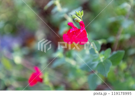 サルビア・ミクロフィラ 119178995