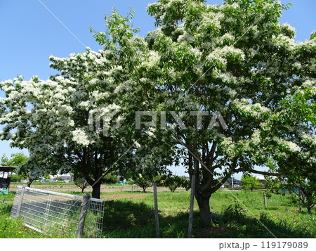 ヒトツバタゴ 119179089