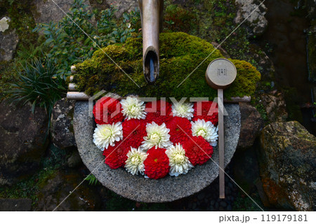 紅白の花が美しい花手水 119179181
