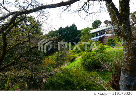 宝登山　ロープウェイ　宝登山頂駅　寳登山神社　宝登山神社　麓　駐車場　 119179320
