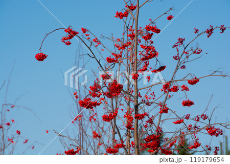 たわわに実った赤なナナカマドの実と青空 たわわに実った赤なナナカマドの実と青空 119179654