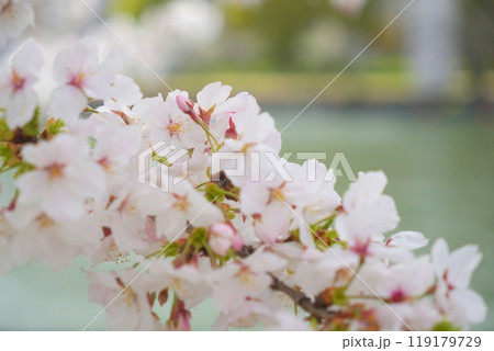 ソメイヨシノ 毛馬桜ノ宮公園 ソメイヨシノ 毛馬桜ノ宮公園 119179729