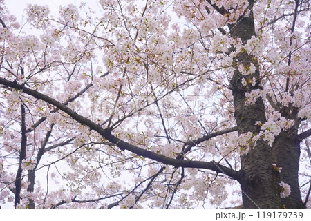 ソメイヨシノ 毛馬桜ノ宮公園 ソメイヨシノ 毛馬桜ノ宮公園 119179739