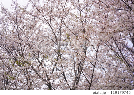 ソメイヨシノ 毛馬桜ノ宮公園 ソメイヨシノ 毛馬桜ノ宮公園 119179746