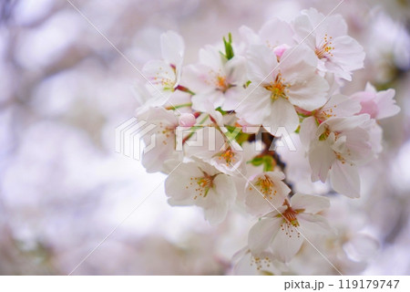 ソメイヨシノ 毛馬桜ノ宮公園 ソメイヨシノ 毛馬桜ノ宮公園 119179747