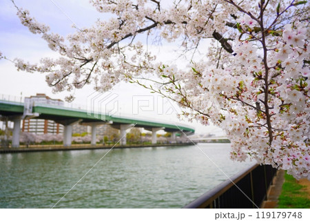 ソメイヨシノ 毛馬桜ノ宮公園 ソメイヨシノ 毛馬桜ノ宮公園 119179748
