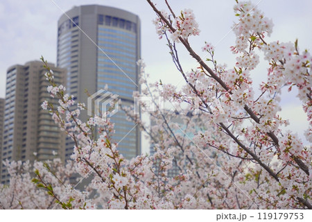 ソメイヨシノ　毛馬桜ノ宮公園 119179753