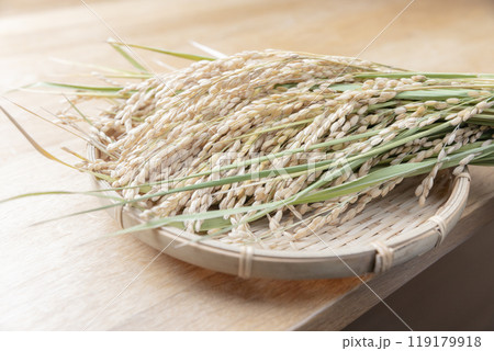 収穫した稲穂 119179918