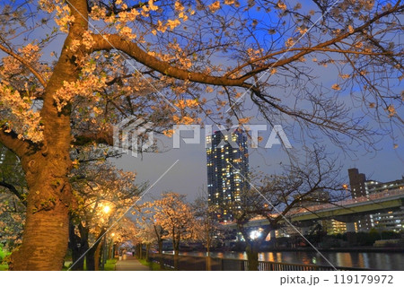 毛馬桜ノ宮公園 夜桜 毛馬桜ノ宮公園 夜桜 119179972