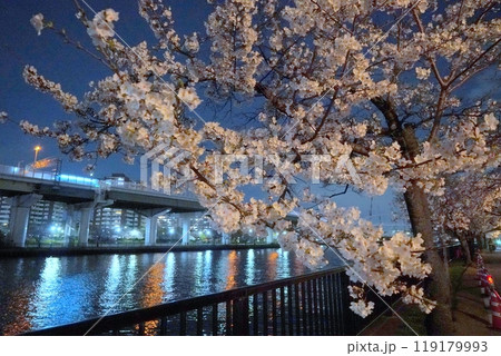 毛馬桜ノ宮公園　夜桜 119179993