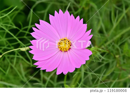 ピンクのコスモス ピンクのコスモス 119180008