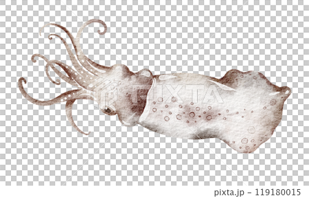 Watercolor Squid on isolated background. Hand drawn illustration of wild cuttlefish undersea animal with tentacles. Marine or ocean underwater life. Drawing seafood in cartoon style. Watercolor Squid on isolated background. Hand drawn illustration of wild cuttlefish undersea animal with tentacles. Marine or ocean underwater life. Drawing seafood in cartoon style. 119180015
