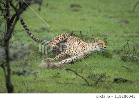 Female cheetah sprints through puddle in grass Female cheetah sprints through puddle in grass 119180043