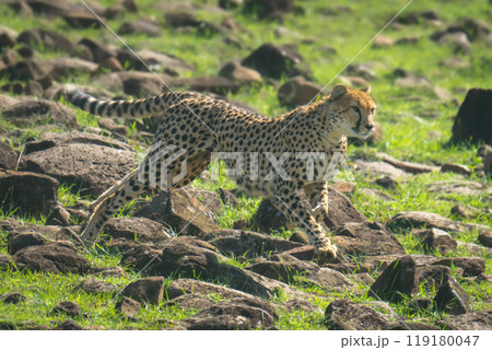 Female cheetah sprints downhill over rocky slope Female cheetah sprints downhill over rocky slope 119180047