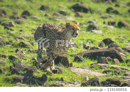 Female cheetah sprinting down hillside over rocks 119180058