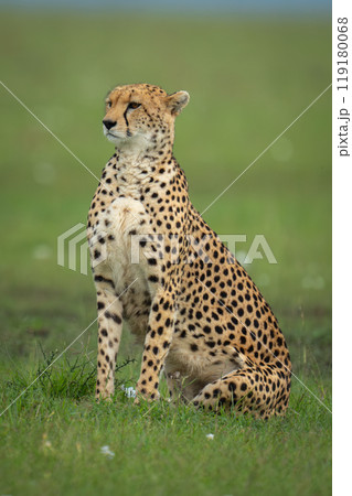 Female cheetah sits in savannah turning head Female cheetah sits in savannah turning head 119180068