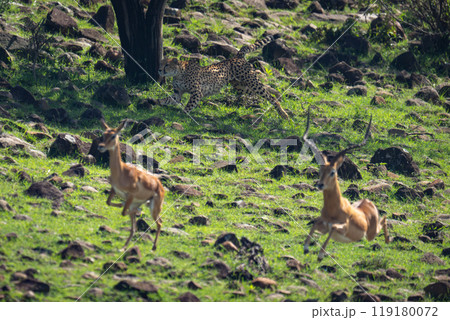 Female cheetah runs past two common impalas 119180072