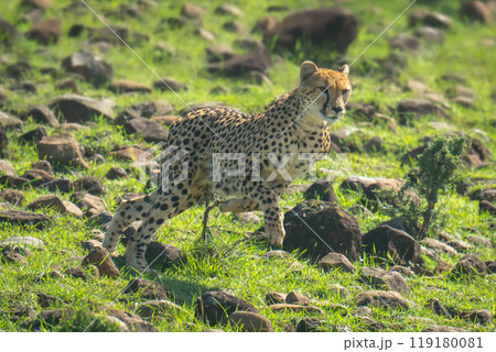 Female cheetah runs down slope over rocks Female cheetah runs down slope over rocks 119180081