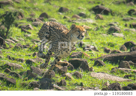 Female cheetah runs down hillside over rocks 119180083