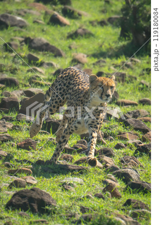 Female cheetah running over rocks down slope Female cheetah running over rocks down slope 119180084
