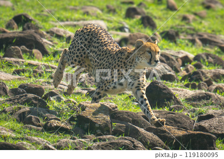 Female cheetah racing over rocks down hillside Female cheetah racing over rocks down hillside 119180095
