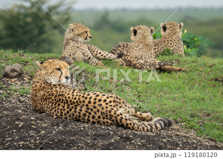Female cheetah lying with cubs on bank 119180120