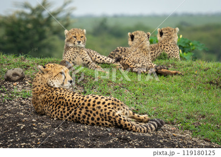 Female cheetah lying beside cubs on bank Female cheetah lying beside cubs on bank 119180125