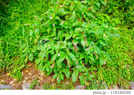 ヨウシュヤマゴボウ 宝登山 寳登山神社 宝登山神社 ヨウシュヤマゴボウ 宝登山 寳登山神社 宝登山神社 119180508