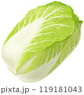 手描きの白菜のイラスト 119181043