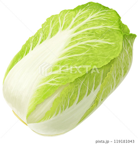 手描きの白菜のイラスト 119181043