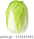 手描きの白菜のイラスト 119181045